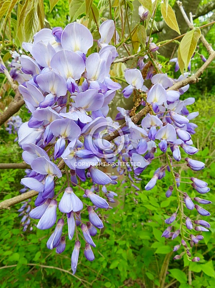Wisteria Flowers Wisteria Flowers
