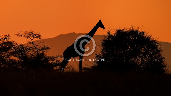 Rreticulated Giraffe Rreticulated Giraffe