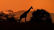 Rreticulated Giraffe