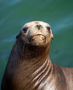 Close up photo of a sea lion