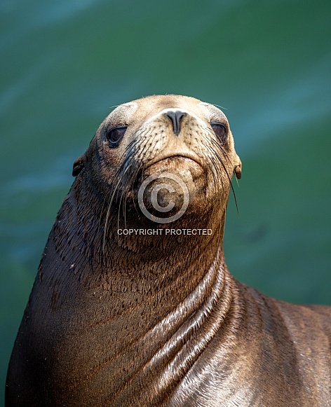 Close up photo of a sea lion