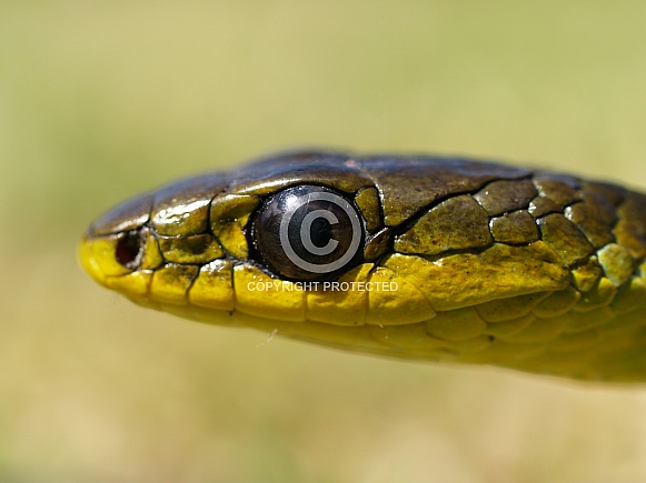 Green Tree Snake