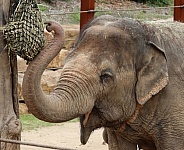 One happy old lady Elephant