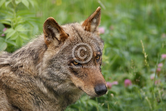 Eurasian wolf