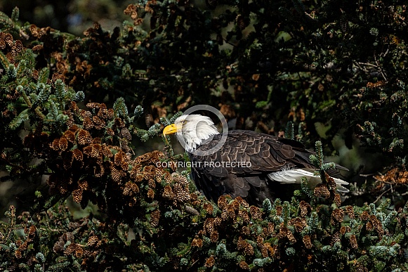 Bald eagle in a pine tree Bald eagle in a pine tree