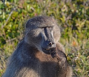 The Thinker. Chacma Baboon