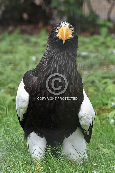 Steller Sea Eagle