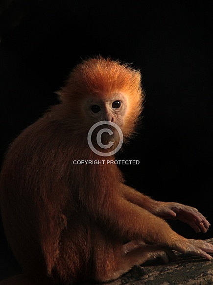 The Javan lutung The Javan lutung