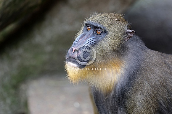 Mandrill (Mandrillus sphinx) Mandrill (Mandrillus sphinx)