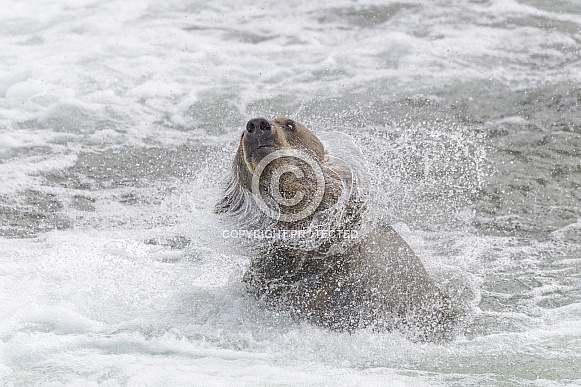 Brown Bear