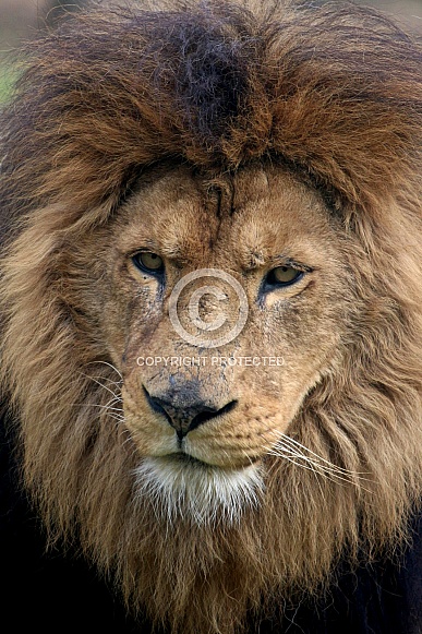 African lion African lion