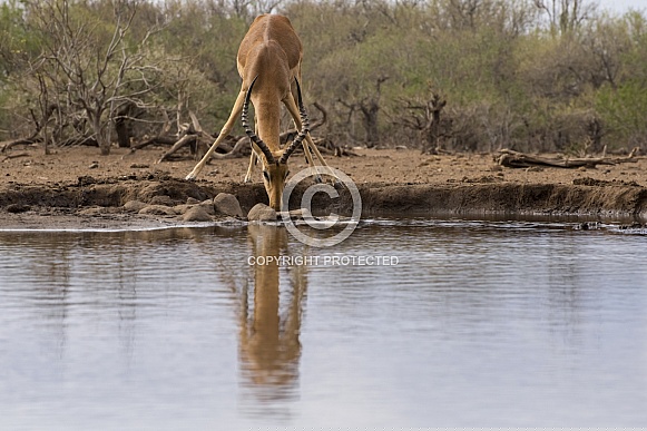Impala (Male)