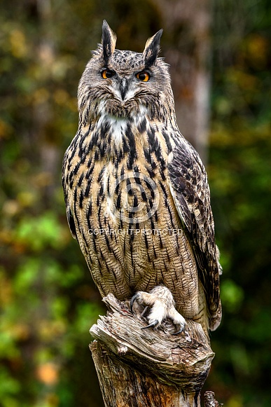 Eurasian Eagle Owl Eurasian Eagle Owl