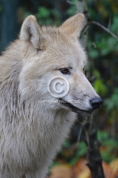 Hudson Bay Wolf