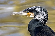 great cormorant (Phalacrocorax carbo)