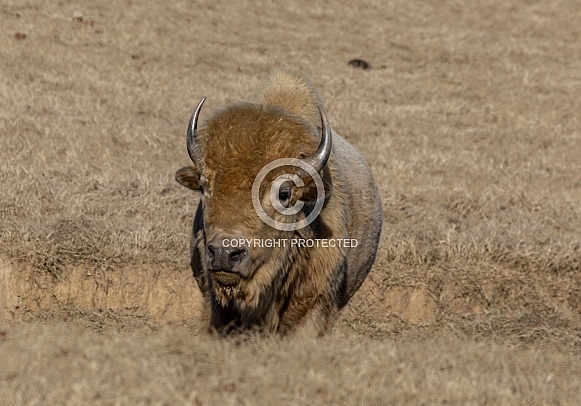 White Bison White Bison