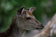 Blackbuck Baby