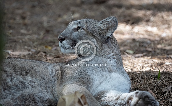 Mountain Lion Mountain Lion