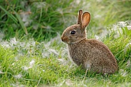Wild Baby Rabbit