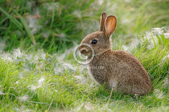 Wild Baby Rabbit