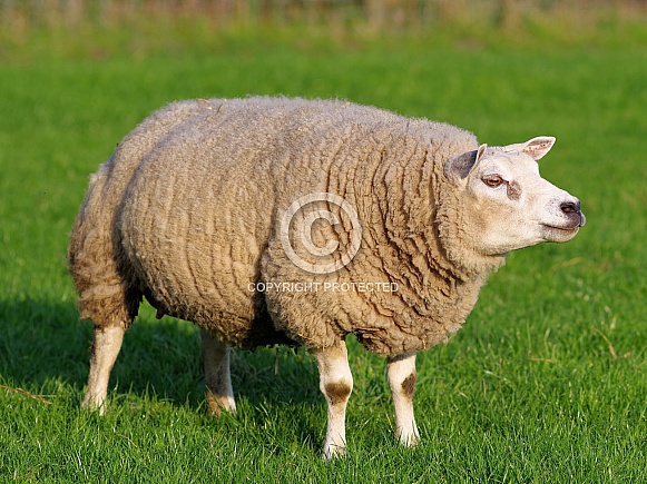 Texel sheep