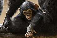 Baby Chimpanzee Over Mums Legs