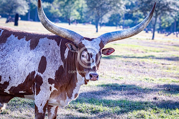 Ankole Watusi African cattle Ankole Watusi African cattle