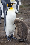 King Penguin and chick - Falkland Islands