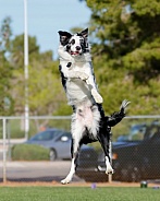 Border collie in mid-air after missing a toy