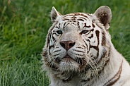 White tiger close up