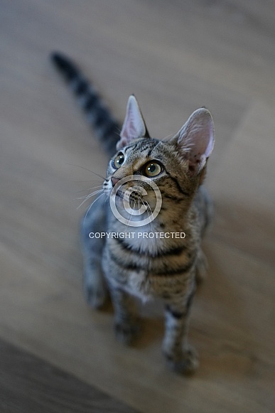 Savannah Cat Savannah Cat