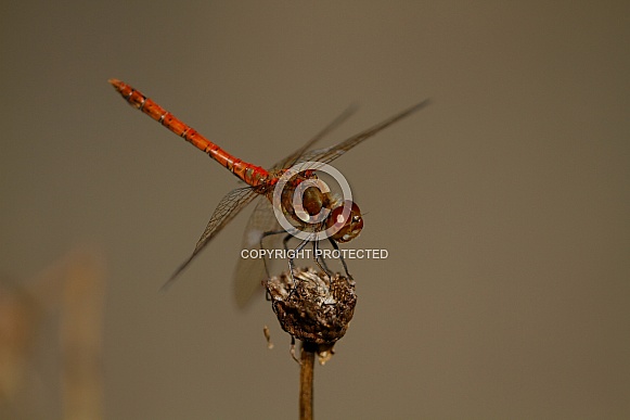 Common Darter Common Darter