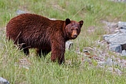 Black Bear and cubs
