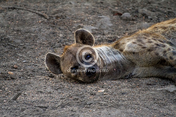 Hyena (wild)