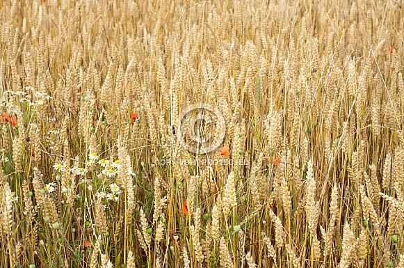 Wheat and Poppy Field