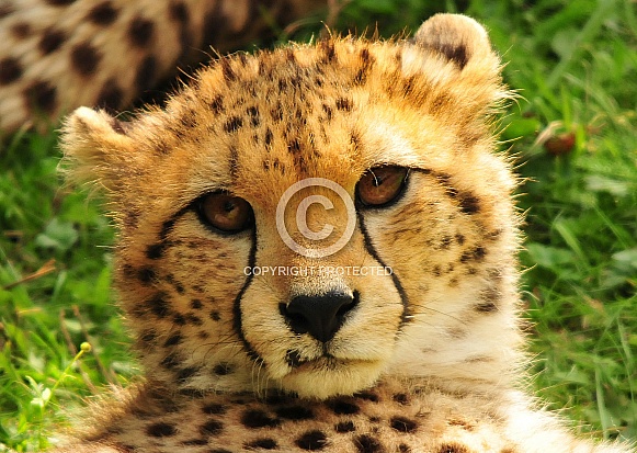 Cheetah