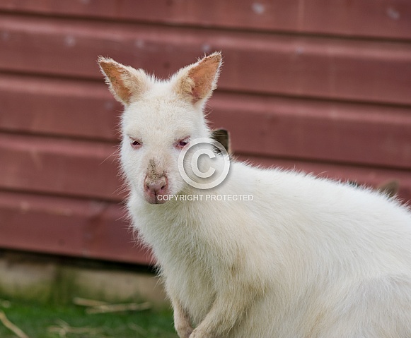 Albino Wallaby Albino Wallaby