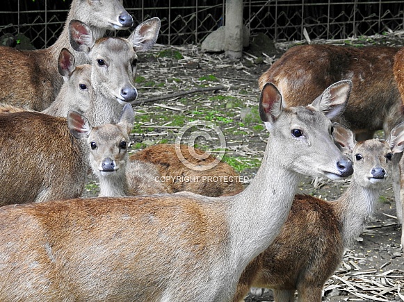 Javan Rusa