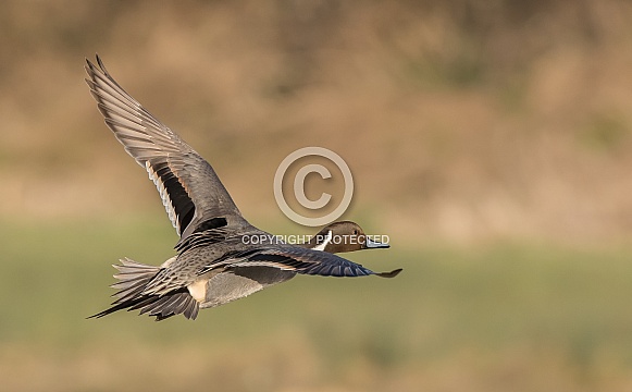 Northern Pintail Duck Northern Pintail Duck