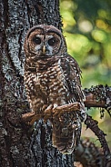 Northern Spotted Owl (Strix occidentalis caurina)