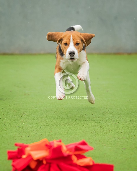 Beagle Playing