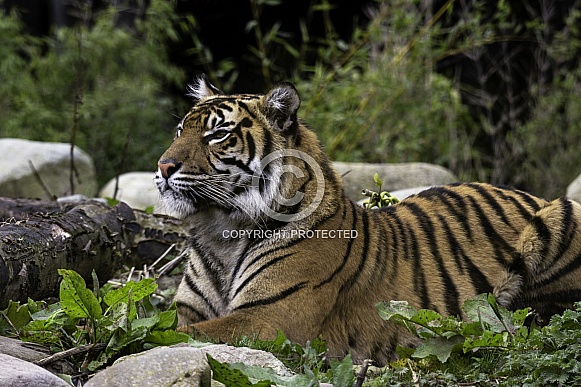 Sumatran tiger