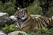 Sumatran tiger