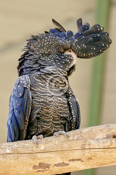 Red-tailed black cockatoo Red-tailed black cockatoo