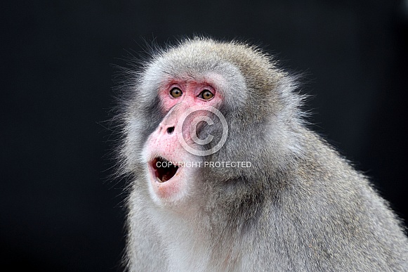 The Japanese macaque (Macaca fuscata), also known as the snow monkey