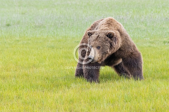 Alaska Peninsula Brown Bear
