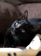 Black cat kitten