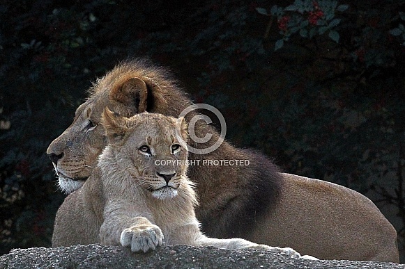 African Lions African Lions