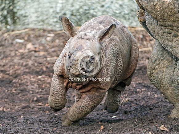 Babt Rhino Running