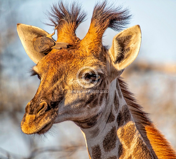 Giraffe and Oxpecker